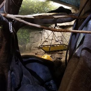 Staten Island Zoo - Binturongs