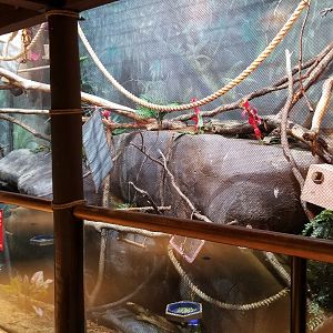 Staten Island Zoo - Reed titi, etc exhibit