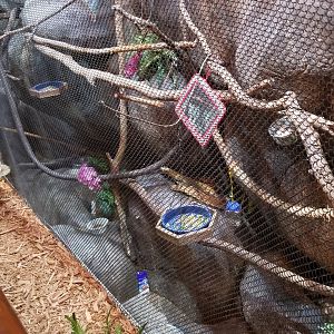 Staten Island Zoo - Reed titi, etc exhibit