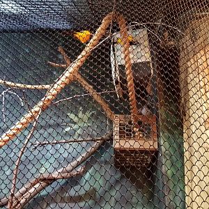 Staten Island Zoo - Venezuelan troupial, unknown bird (tanager?)