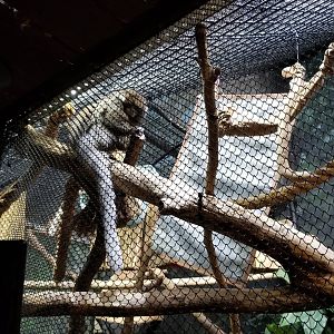 Staten Island Zoo - Reed titi