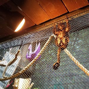 Staten Island Zoo - Goeldi's monkey