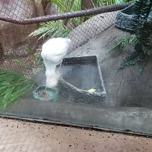 Staten Island Zoo - Cattle egret