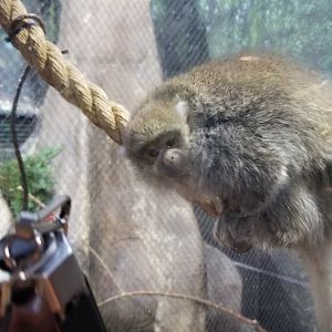 Staten Island Zoo - Reed titi