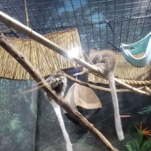 Staten Island Zoo - Reed titi