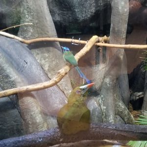 Staten Island Zoo - Blue crowned motmot, green oropendola