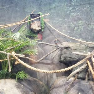 Staten Island Zoo - Green aracari, hoffman's sloth