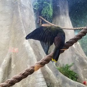 Staten Island Zoo - Green oropendola