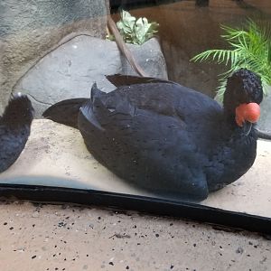 Staten Island Zoo - Wattled curassow