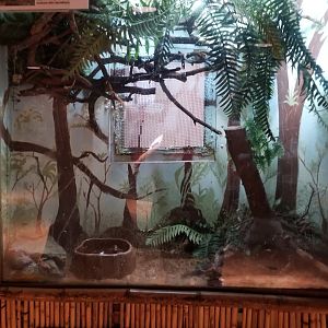 Staten Island Zoo - Smoky jungle frog