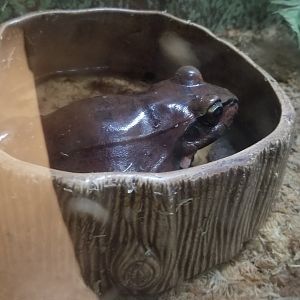 Staten Island Zoo - Smoky jungle frog