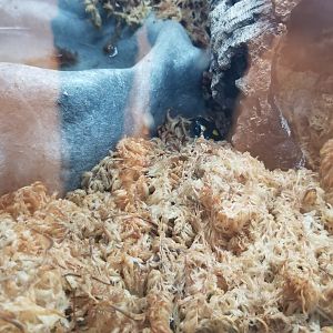 Staten Island Zoo - Unsigned, fire salamander?