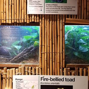 Staten Island Zoo - Dyeing poison dart frog