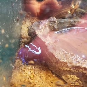 Staten Island Zoo - Blue poison dart frog in Dyeing exhibit