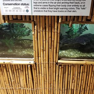 Staten Island Zoo - Fire-bellied toad