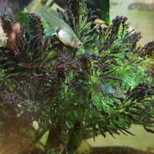 ID? Staten Island Zoo - Unknown fish in fire-bellied toad exhibit