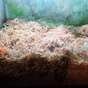 Staten Island Zoo - Unsigned frogs