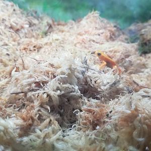 ID? Staten Island Zoo - Unsigned frogs