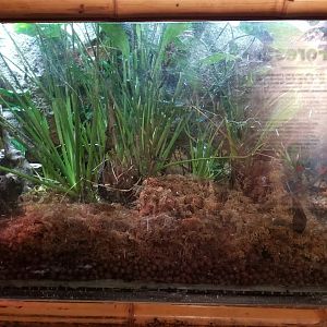 Staten Island Zoo - Lemur leaf frog