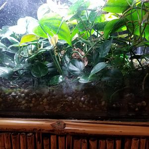 Staten Island Zoo - Lemur leaf frog