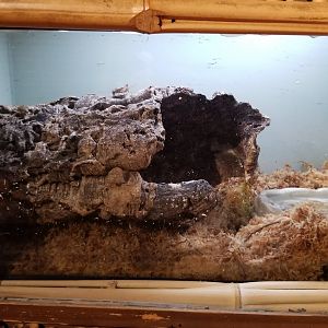 Staten Island Zoo - Tomato frog