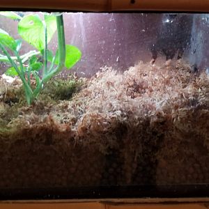 Staten Island Zoo - Anthony's poison dart frog