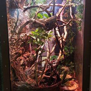 Staten Island Zoo - Amazon milk frog