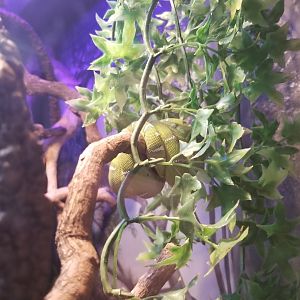 Staten Island Zoo - Unsigned emerald tree boa