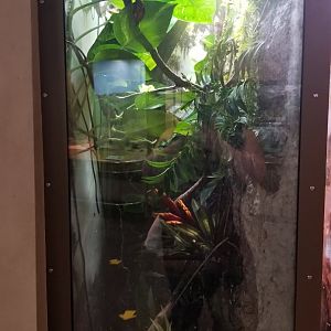 Staten Island Zoo - Panamanian golden frog (unsigned green and black poison dart frog)