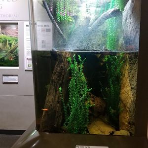 Staten Island Zoo - Signed as fly river turtles