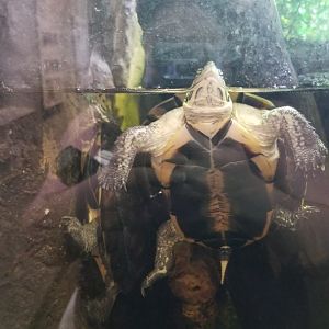 ID? Staten Island Zoo - In fly river turtle exhibit