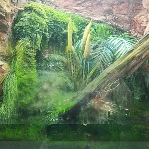 Staten Island Zoo - Boreal toad