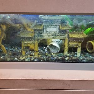 Staten Island Zoo - Axolotl