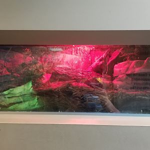 Staten Island Zoo - Sheltopusik