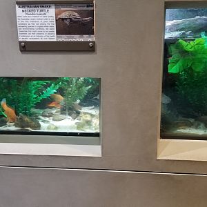 Staten Island Zoo - Jardine river turtle, eastern long-necked turtle, unsigned fish