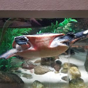 Staten Island Zoo - Jardine river turtle