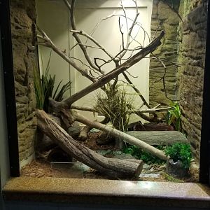 Staten Island Zoo - Frilled dragon