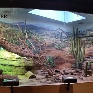Staten Island Zoo - Sonoran Desert exhibit