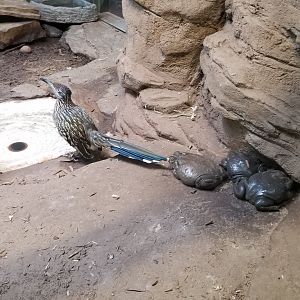 Staten Island Zoo - Sonoran Desert - Roadrunner, colorado river toad
