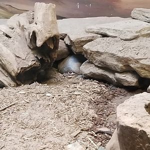 Staten Island Zoo - Sonoran Desert - Nine-banded armadillo