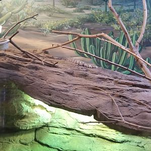 Staten Island Zoo - Sonoran Desert - Beaded lizard
