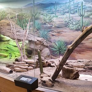 Staten Island Zoo - Sonoran Desert
