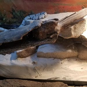 Staten Island Zoo - Rock rattlesnake