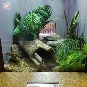 Staten Island Zoo - Indonesian blue-tongued skink