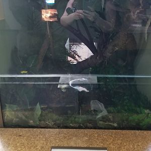 Staten Island Zoo - Amazon tree boa