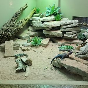 Staten Island Zoo - Lizards