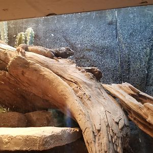 Staten Island Zoo - Common chuckwalla