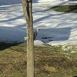 Pileated Woodpecker