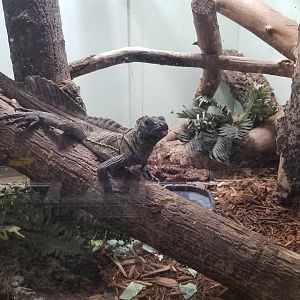 Staten Island Zoo - Philippine sailfin lizards