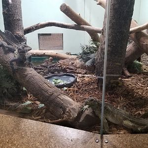Staten Island Zoo - Philippine sailfin lizards